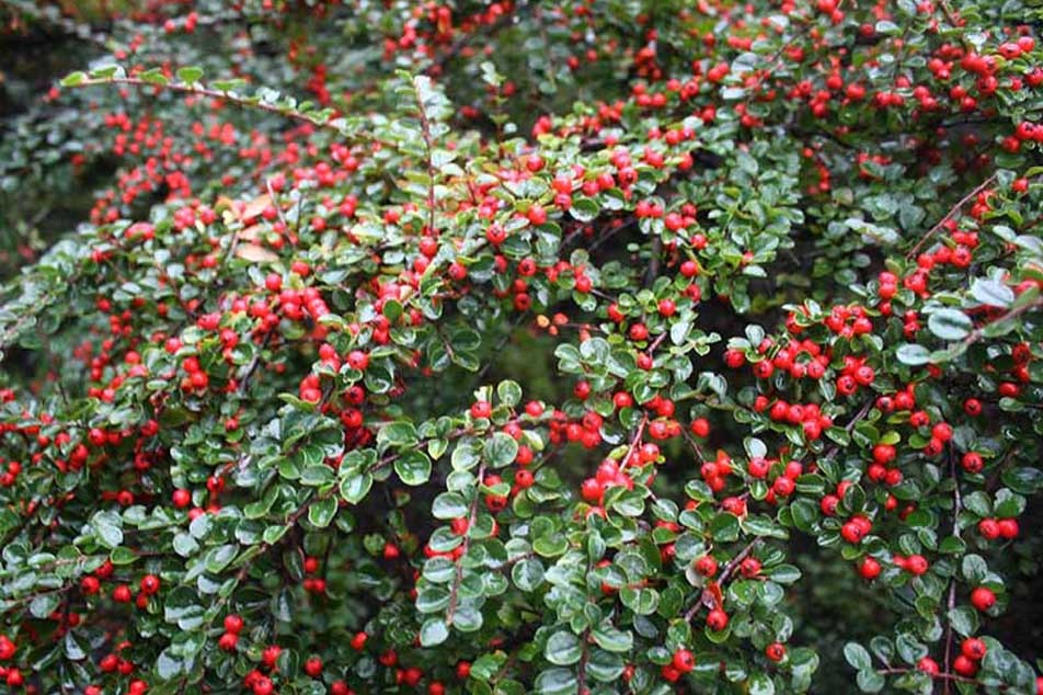 Cotoneaster Plants - Invasive weed management - PCA